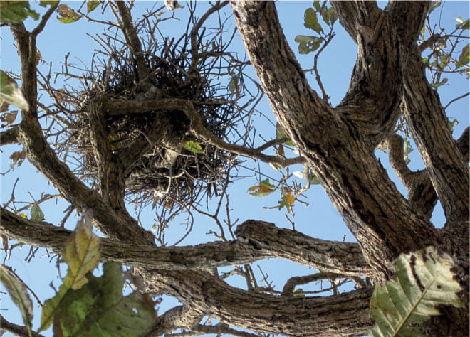 A bird's nest in a hijol tree's crown. Photo: Andrew Eagle