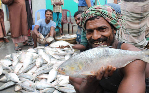 Hilsa sellers are all smiles as the popular fish sees good catches in the coastal areas lately. The photo was taken from Alipur fish landing station in Kalapara upazila under Patuakhali district yesterday. PHOTO: STAR
