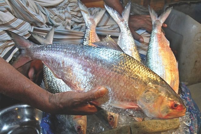 The asking price of hilsa was Tk 2,000 a piece at Kaptan Bazar in the capital yesterday. Photo: Anisur Rahman