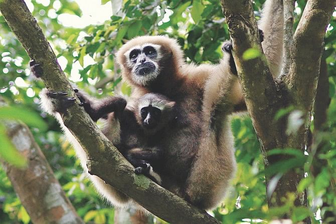 Hoolock Gibbon, endangered