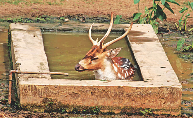 Trying to cope with the heat wave, a chital dips in a tank inside its enclosure at Dhaka Zoo yesterday. Photo: Sk Enamul Haq 