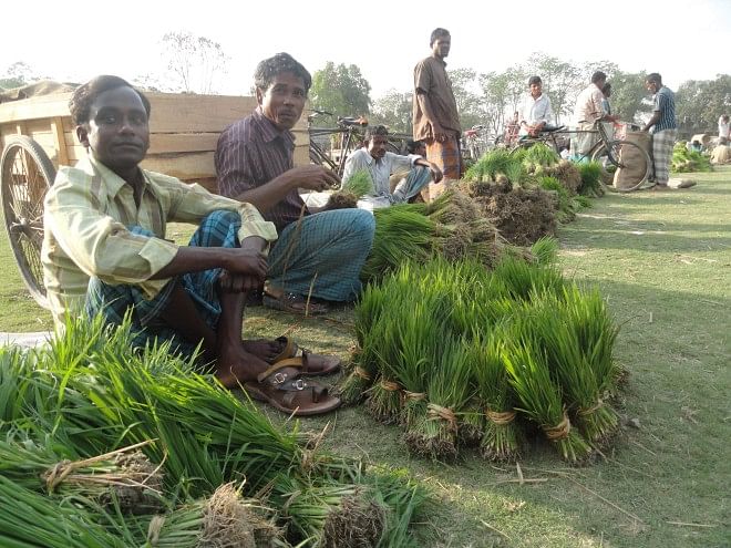 Traders sit in a row to sell their Irri-boro seedlings at Durakuti Haat in Lalmonirhat Sadar upazila on Tuesday as the item now sells for good prices. PHOTO: STAR