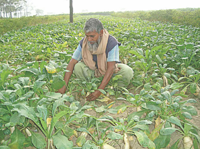 Ishwardi farmer Akmal Hossain's hopes were dashed when the price of radish came down to Tk 1 a kg. He is now in a dilemma whether further harvest of the vegetable would be at all wise at the moment.  PHOTO: STAR
