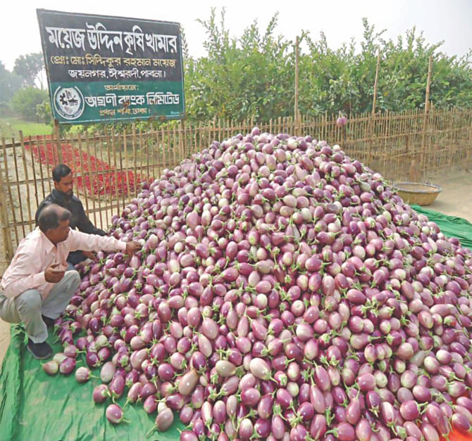 Similarly, farmer Moyez sells aubergine at Tk 5-6 a kg, while its production cost was Tk 10. PHOTO: STAR