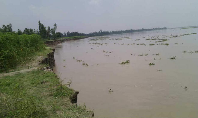 The Jamuna continues to engulf agricultural land in Shingria Bazar area in Phulchhari upazila of Gaibandha. Photo: Star