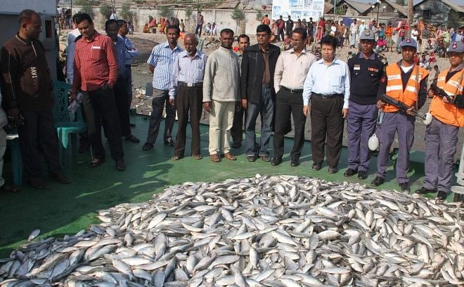 Coastguards and staff of the fisheries department seize huge quantity of jatka (hilsa fry less than 10 inches in length) from two trawlers on the Kirtonkhola River in Barisal early yesterday. Photo: Star