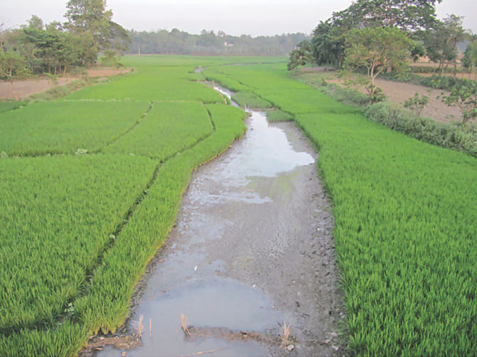 Nabaganga River in Harinakundo upazila on the verge of disappearance due to random cultivation on both sides of the river. Photo: Star