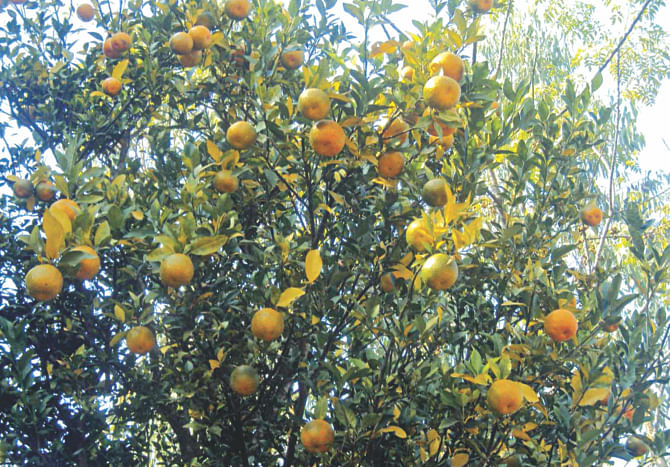 A profusely yielding orange tree at Haribhasha Barobari village in  Panchagarh Sadar, some fruifs from a garden at Moricha village in Birganj upazila of Dinajpur. PHOTO: STAR