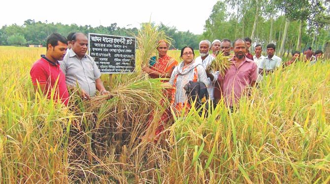Following the harvest of the short lifecycle paddy, haribhasha Union Fedaretion organized a field day at Kholapara villege in Panchagar Sadar upazilla. Photo: Star