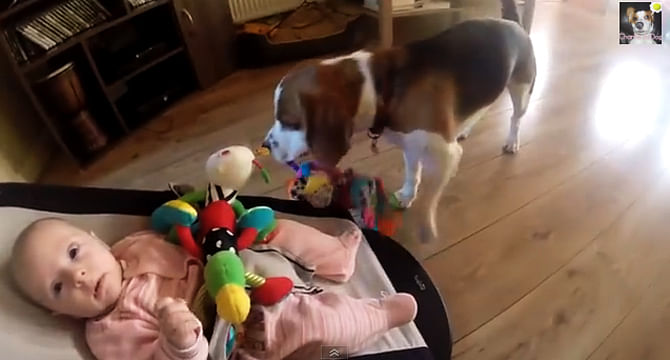 Dog Charlie taking the kid's stuffed animal unaware what might be her reaction. Photo: YouTube
