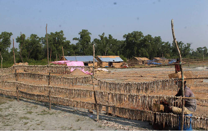 A section of fishermen felled over 100 trees of the reserve forest in Kuakata sea beach area of Patuakhali district to make this space for drying fish there. PHOTO: STAR