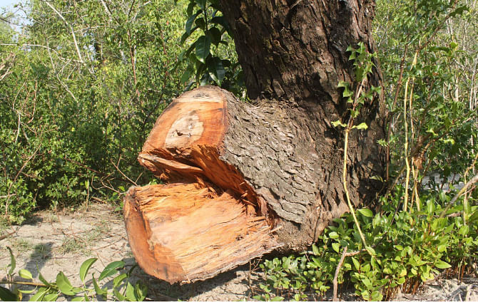 One of the trees cut down by the fishermen in Kuakata. PHOTO: STAR