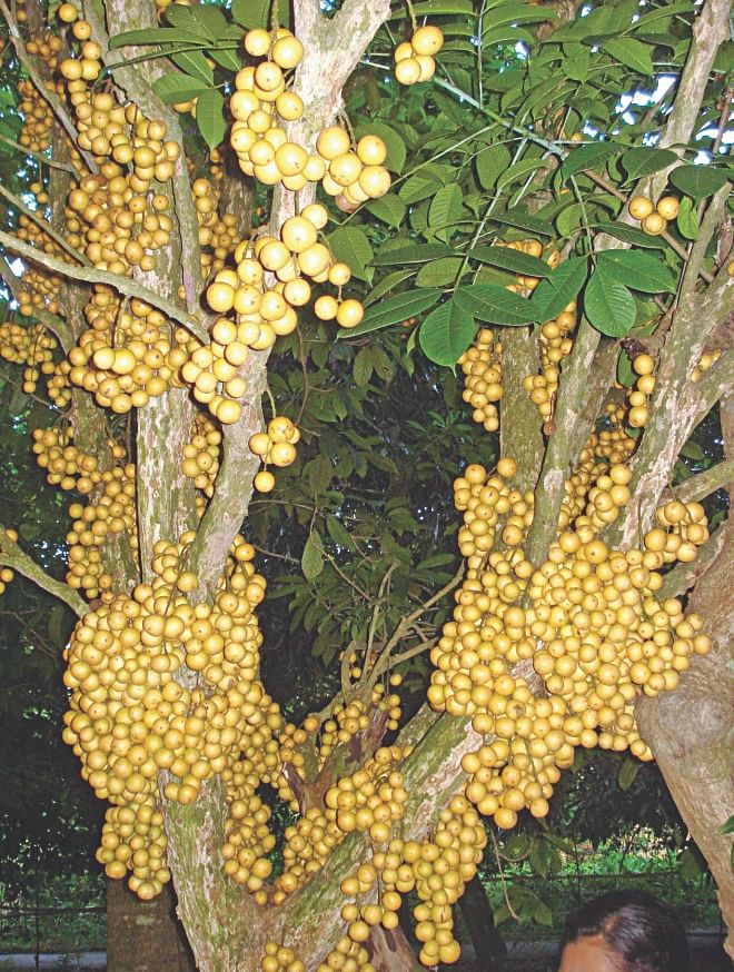 A profusely yielding latkan tree in Belabo upazila under Narsingdi district. The fruit is now being exported to countries in the Middle East. PHOTO: STAR
