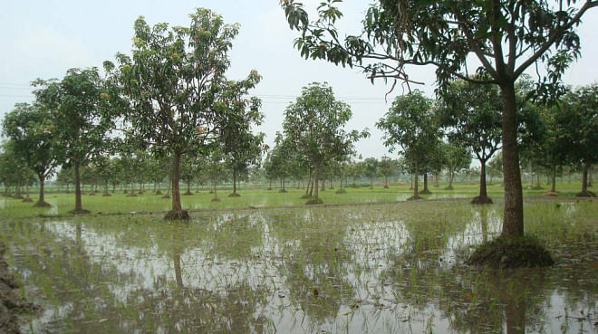 A vast swath of field in Chapainawabganj Sadar upazila, earlier used to grow paddy, has turned into a mango orchard as cultivation of the delicious summer fruit brings more profit.  PHOTO: STAR
