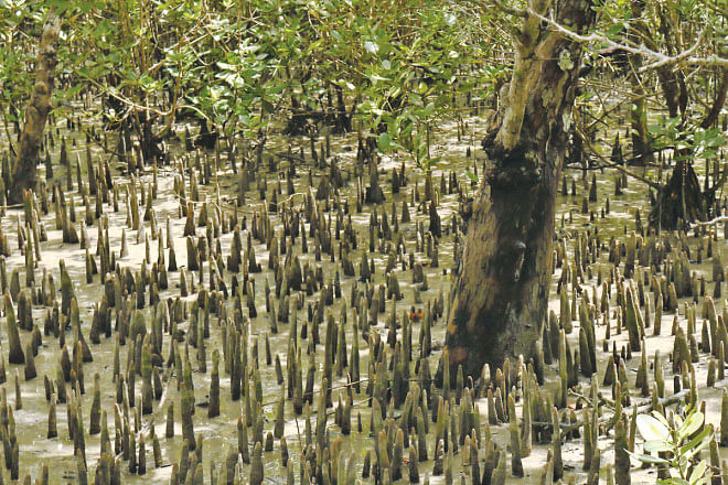 Aerial roots – a speciality of Mangrove Forests like the Sundarbans. Photo: Ripan Kumar Das Dhrubo