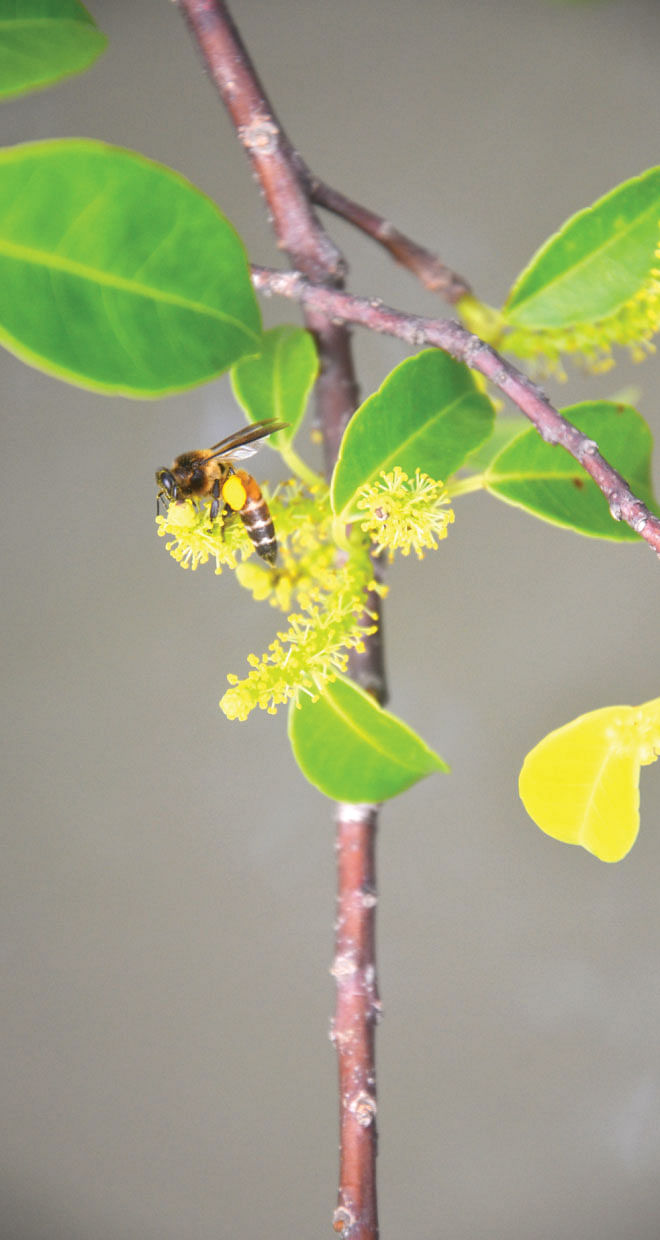 Pollination by the Giant Asian Honey Bees is the key to the survival of the Sundarbans. Photo: Enamul Mazid Khan Siddique