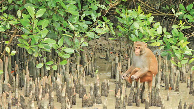  Many animals like this Rhesus Macaque have  adapted to live in this thorny, saline land. Photo: Mohammad Arju
