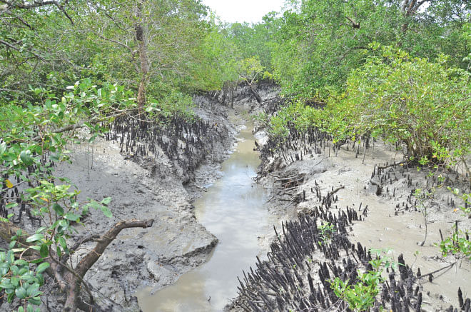Creeks in the Sundarbans are essential for water supply and drainage of the clogged saline water. Photo: Enamul Mazid Khan Siddique