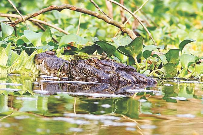 Marsh Crocodile, extinct