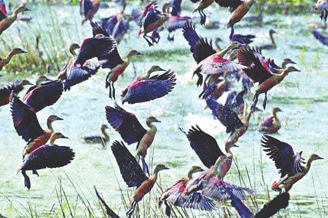 Migratory birds chirping and flying in Hakaluki haor. They arrived in the water body from the Himalayan and Siberian regions in the beginning of this winter season. An expert team begins a survey on an endangered migratory bird, waterfowl at the haor from today. Photo: Mintu Deshwara