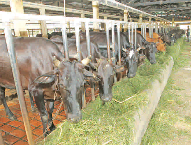 The government must give subsidies on feed. Photo: Prabir Das