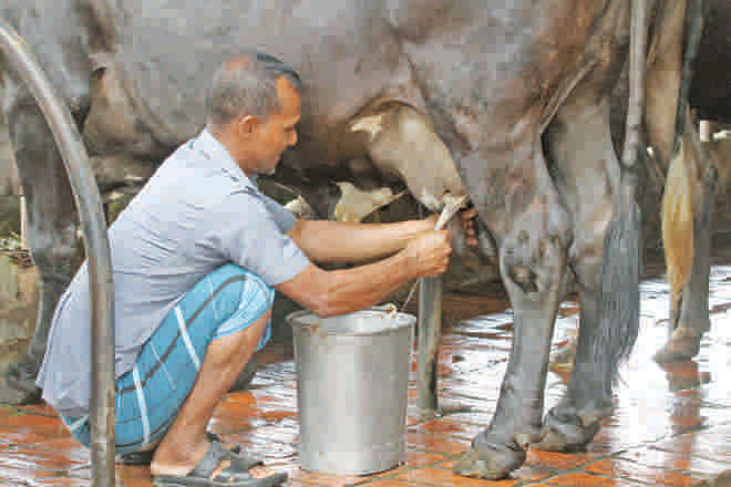 The dairy industry needs to retool its marketing of milk. Photo: Prabir Das