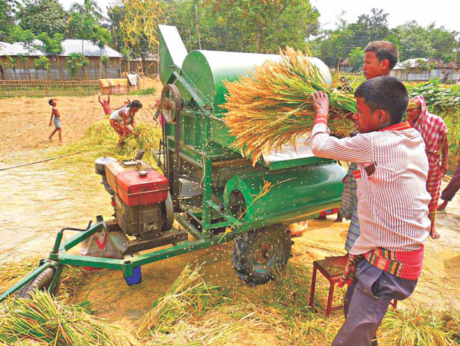 Farmers are busy threshing paddy using harvester machine in Nilphamari Sadar upazila. Eighty percent farmers of the district are now using the machine.  PHOTO: STAR