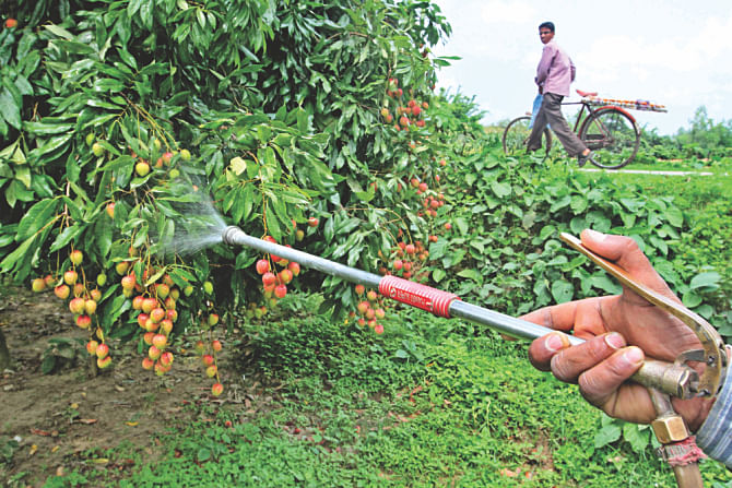 Traders and growers spray chemicals on litchis to increase their shelf life before they are shipped out to the market. If they do not taint the fruits with toxic chemicals, the fruits would stay good a few days less that's all. The photos were taken in Dinajpur. Photo: BSS/File