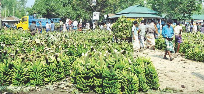 The department of consumer rights protection raids a wholesale banana market in Tangail in April and destroyed chemically tainted fruits. Photo: Banglar Chokh/File