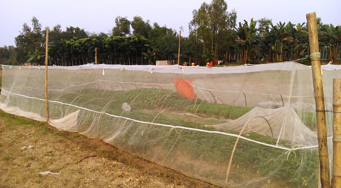 A good number of farmers in Lalmonirhat Sadar upazila cover their vegetable fields with mosquito nets as the method has been proved effective to protect the plants from vermin and insects, without the use of any harmful chemicals. The photo was taken from Fulgachh village in Lalmonirhat Sadar upazila a few days ago. PHOTO: STAR