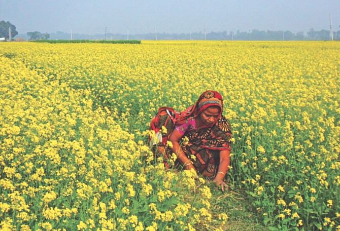 THE YELLOW CARPET: A woman worker removing weeds from a mustard field at Poila village in Tangail Sadar upazila. PHOTO: STAR