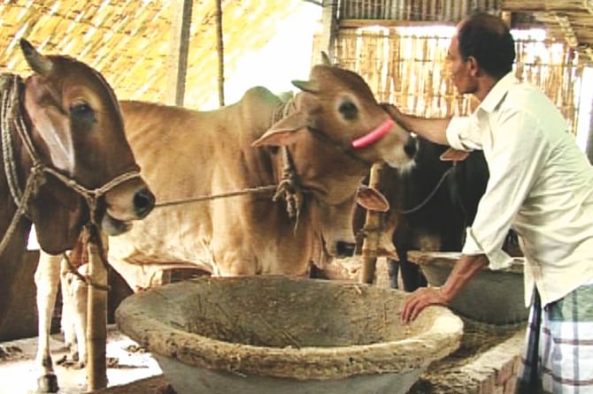 kir Hossain follows natural beef fattening methods, his farm in Munshiganj is still a commercially feasible venture. Photo: Md. Mukul Hossain