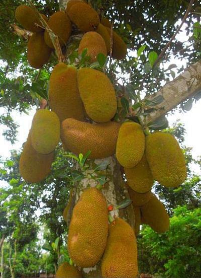 Nilphamari saw a bumper yield of jackfruit this season, only to frustrate the farmers due to low price in the district. Photo: Star 