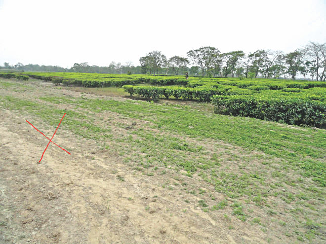 Indians cultivated tea on no-man's land along border areas of Bawra Union in Lalmonirhat while Bangladesh side (marked in red) of the border remains barren.   PHOTO: STAR