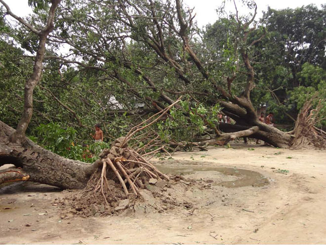 Two large mango trees lie uprooted at Diara village in Chowdala union of Gomostapur upazila under Chapainawabganj district as nor'wester lashed the area yesterday morning.  PHOTO: STAR