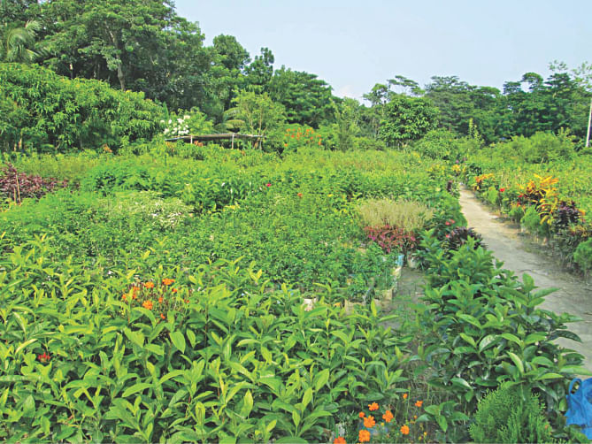 An eye catching plants' nursery at Nesarabad upazila under Pirojpur. Photo: Star
