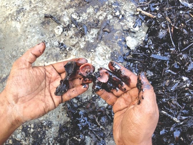 Seeds of trees destroyed by the oil.  Photo: Pinaki Roy