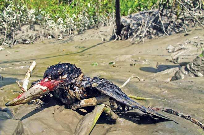 The oil spill has destroyed the food cycle of the   Sundarbans killing many of its wild life. Photo: AFP