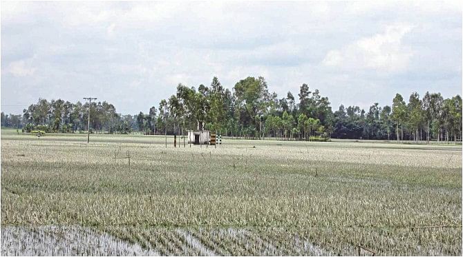 As the floodwater recedes, it reveals paddy of a large field destroyed. The photo was taken at Kutubpur of Shariakandi in Bogra where the collapse of a dyke had flooded several villages. Photo: Star