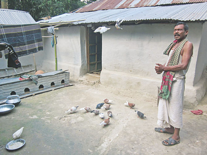 Laluram Kabiraj Pahari feeds pet pigeons in the yard of his house at Shahargachhi village in Ghoraghat upazila of Dinajpur district.  PHOTO: STAR