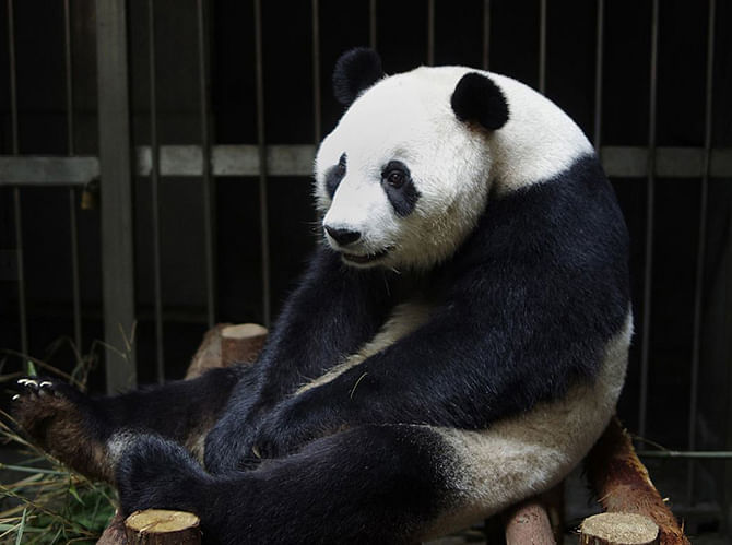 This picture taken on July 17, 2014 shows giant panda Ai Hin sitting in its enclosure at the Chengdu Giant Panda Breeding Research Centre. Photo: The Independent