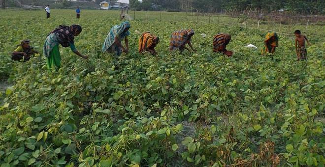 Women farmers collect mung bean from a farmland in Char Kajal area under Golachipa upazila of Patuakhali district that sees bumper yield of the popular vegetable. Photo: Star