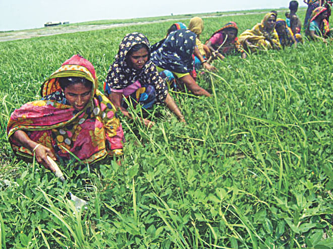 Despite working as hard as men in farmlands, women of char villages at Bera upazila are deprived of basic needs. PHOTO: STAR