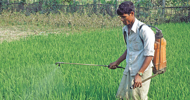 A farmer spraying pesticide in a paddy field. Photo: Courtesy