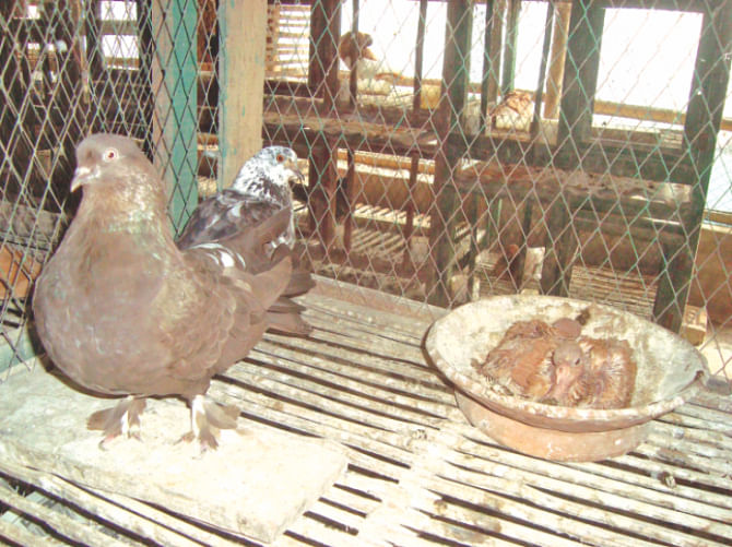 Rare species of pigeons at Selim Reza's farm in Kushumpur village under Moheshpur upazila in Jhenidah.
