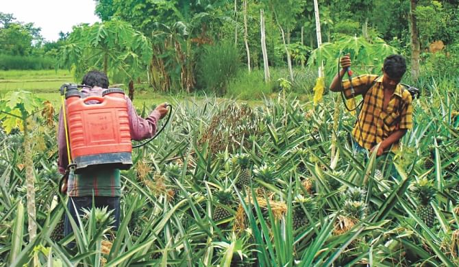 Farmers spraying chemicals on a pineapple orchard at Jangalia of Madhupur. The photos were taken recently. Photo: Mirza Shakil