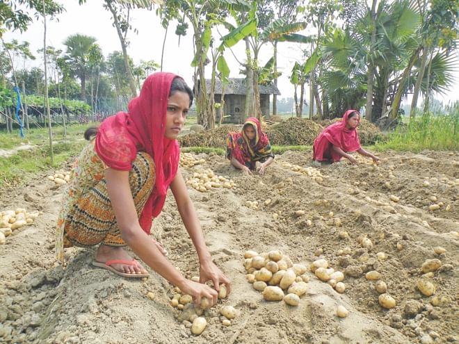 Farmers picking potatoes to be used as seeds for  next season from their farmland at Mohiron village in Jessore. PHOTO: STAR