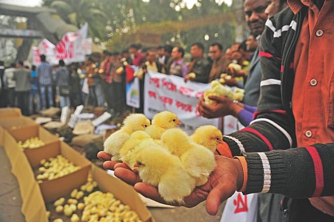 Poultry farmers demonstrate with day-old chicks at a human chain in front of the National Press Club in Dhaka yesterday to protest political shutdowns and blockades that brought  the sector to its knees. Photo: firoz ahmed