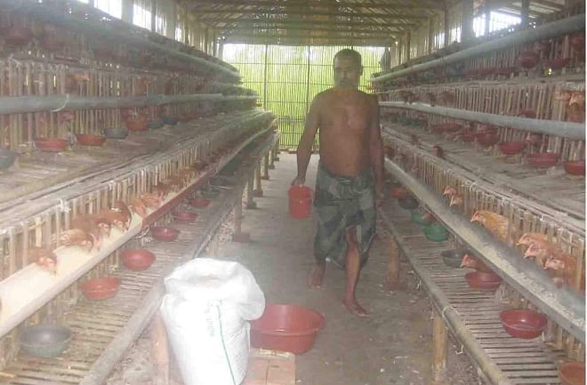 Rafiqul Islam serves poultry birds home made food at his farm at Shahbazpur village in Sundarganj upazila of Gaibandha district as he cannot arrange feed from outside due to continuous road blockades.  Photo: Star