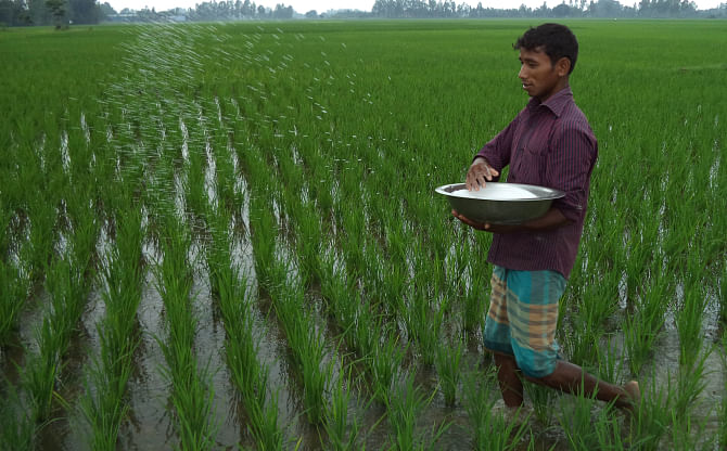 A farmer sprays urea on his aman field at Azimpur village in Biral upazila under Dinajpur district. Like many others, he had to purchase the input for higher than the government fixed price as it is peak cultivation season.  PHOTO: STAR